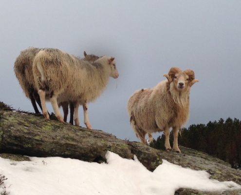 Villsauvêr på Vasslifjellet