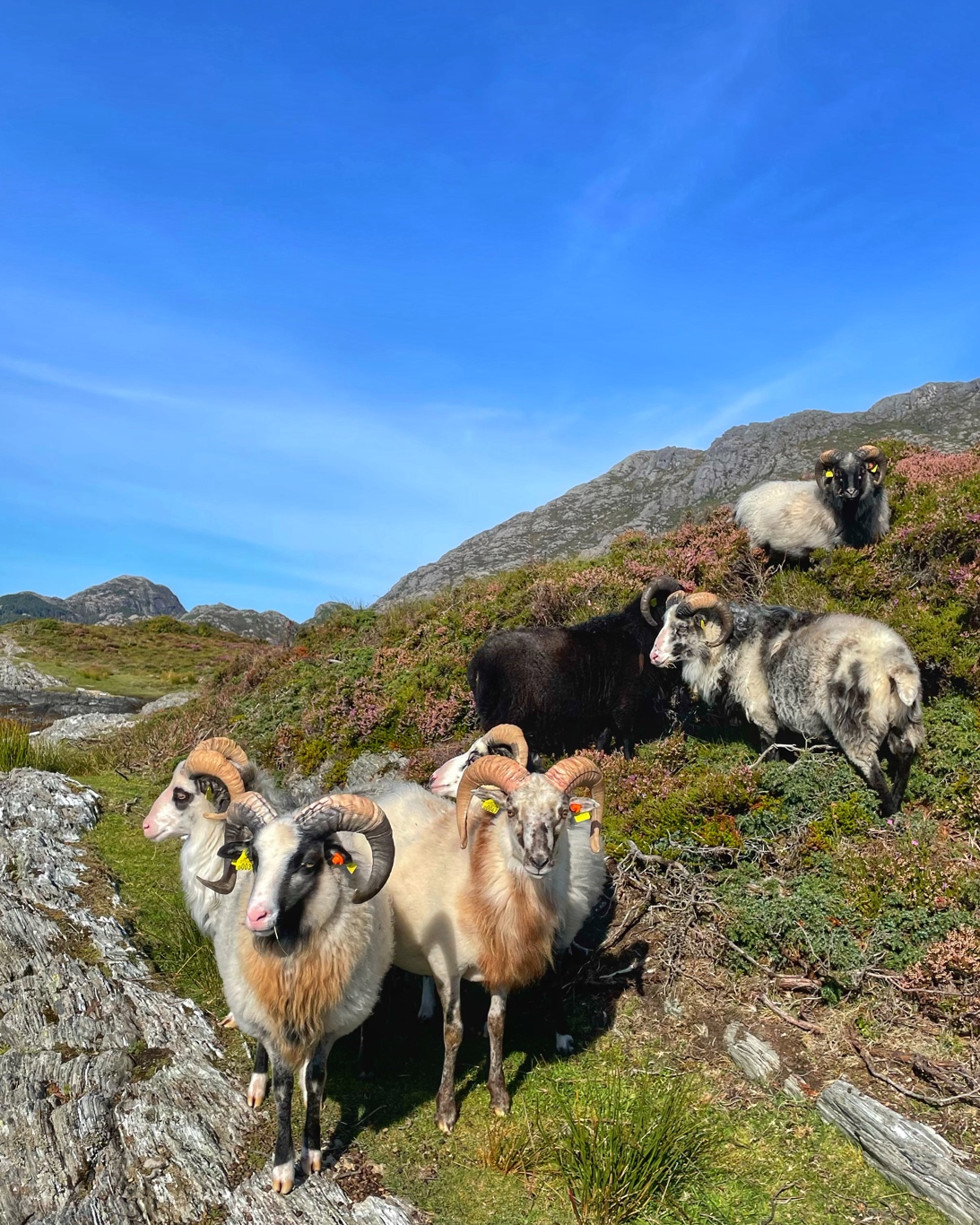 Fotte fjorvêrar på holmebeite - reksta.no